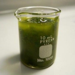 Basil Parsley Oil