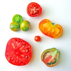 Vine Ripened Tomatoes