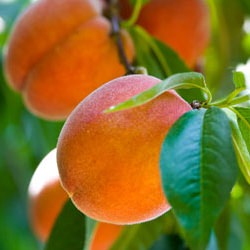 Peach Picking