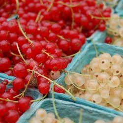 Currants