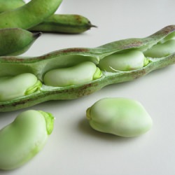 Fava Bean Salad