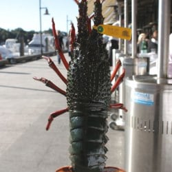 Live Lobster Makes a Break for It!