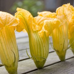 Squash Blossoms for Dummies