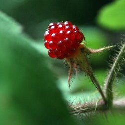 Wild Raspberries