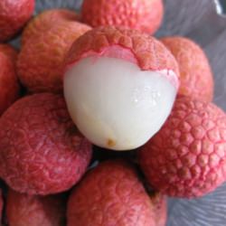 Lychee