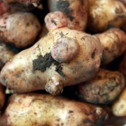 Heirloom Veggies