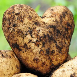 Where the Heart-shaped Potato is…