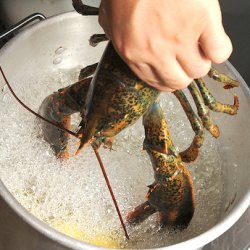 Lobsters in my Luggage