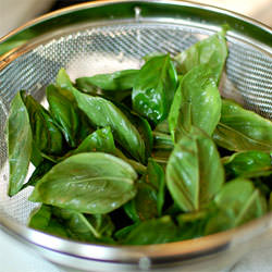 Basic Basil Pesto – Yum!