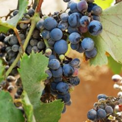 Lunch in a Vineyard…. Delightful