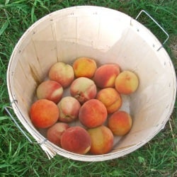 Pick Your Own Peaches