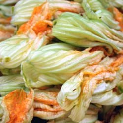 Squash Blossoms