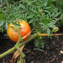 Scalloped Tomatoes