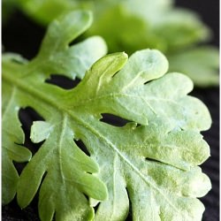 Chrysanthemum Soup