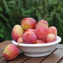 Victoria Plums
