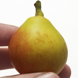 Baby Pear