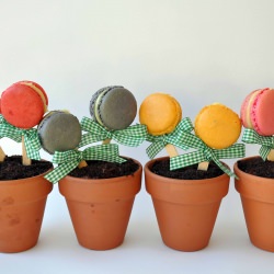 Flower Pot Macaron