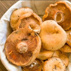 Saffron Milk Cup Mushrooms