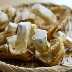 Matsutake Mushrooms: Dobin Mushi
