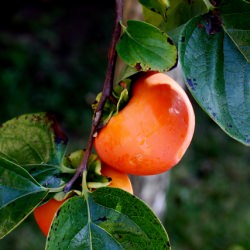 Persimmon Pudding
