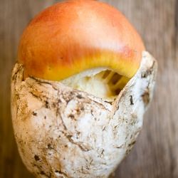 Guess What Kind of Mushroom
