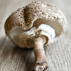 Parasol Mushroom