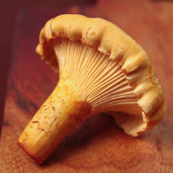 Cream of Chanterelle Soup