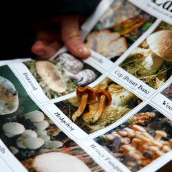 Mushroom Hunting In Ireland!