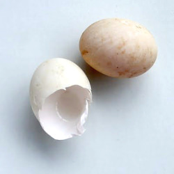 Duck Eggs