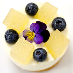 Vanilla Bean Cheesecake