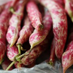 Barlotti Bean Salad