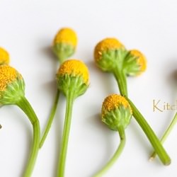Szechuan Buttons