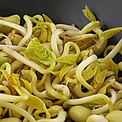 Home-(over)grown Bean Sprouts