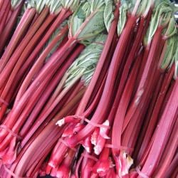 Perfect Rhubarb for Jam