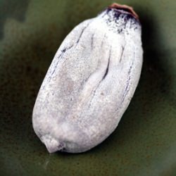 Preserved persimmons