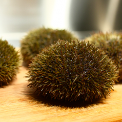 Video: Cleaning Sea Urchins