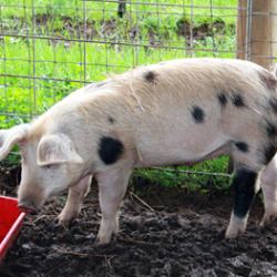 Pigs at Quivira Vineyards