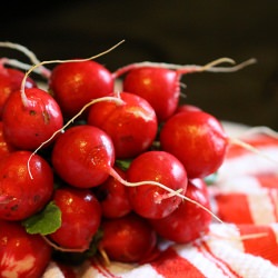 Fresh Bouquet of Radishes