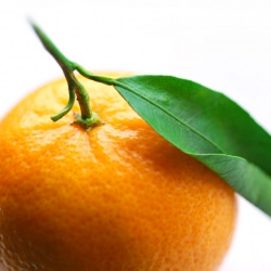 Oranges in Aromatic Syrup