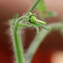 Creating a Brand New Tomato