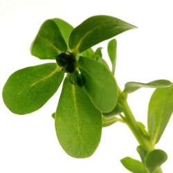 Purslane