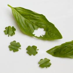 Lucky Basil