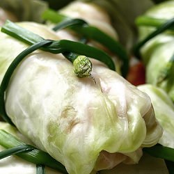 Cabbage Rolls