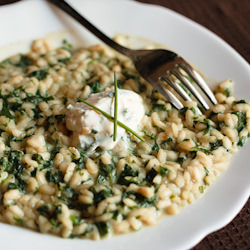 Nettles Risotto with Chives Labna