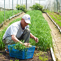 Kok Fah Farm in Singapore