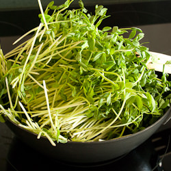 Pea Shoots