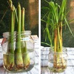 Grow Your Own Lemongrass!