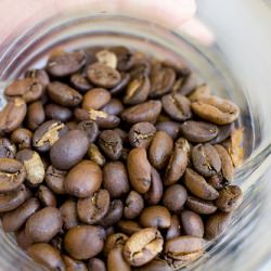 Kopi Luwak – aka Cat Poo Coffee