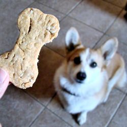 Dog Treats