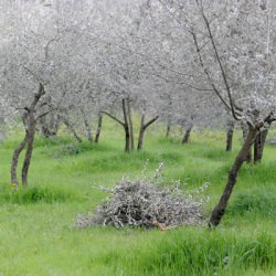 Tuscany Olive Trees